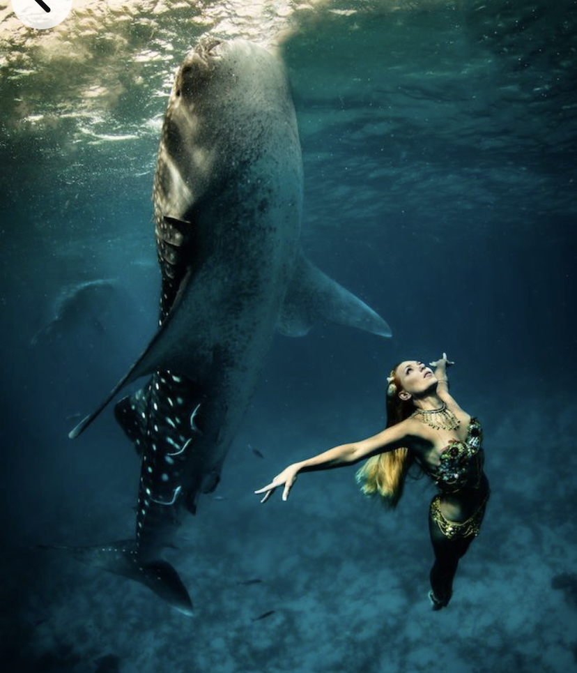 swim with whale sharks